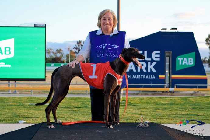 Cadillac pair set to fight out Greyhound of the Year - Mount Gambier Week in Review 