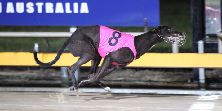 Chevalier lands a treble and Country Cup heat