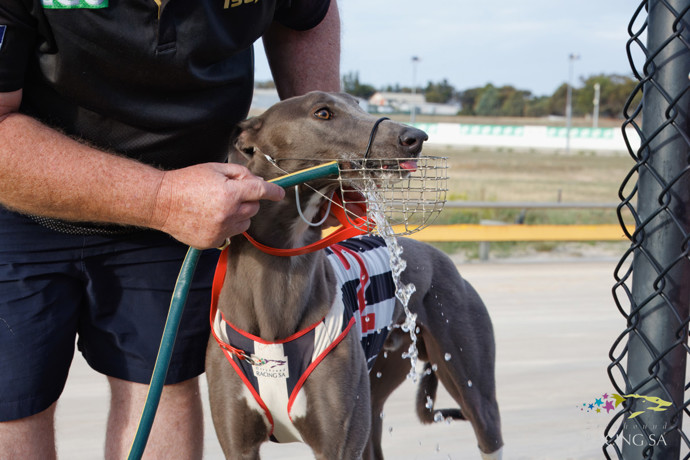 Darcy Dakota proves far too fast In Summer Derby