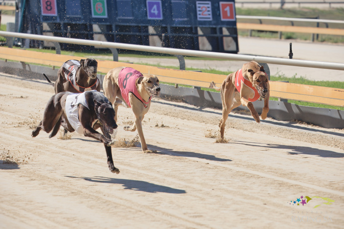 Family Fun in the Sun hits Murray Bridge