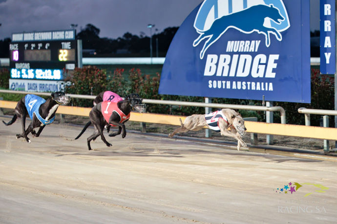 Jaensch continues excellent straight track run - The Bridge Week in Review