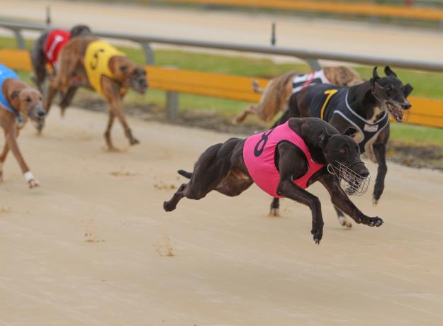 Cash On Delivery claims Murray Bridge Straight Track Cup 