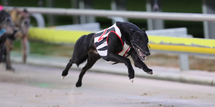 Photo Man Chasing Adelaide Cup Glory