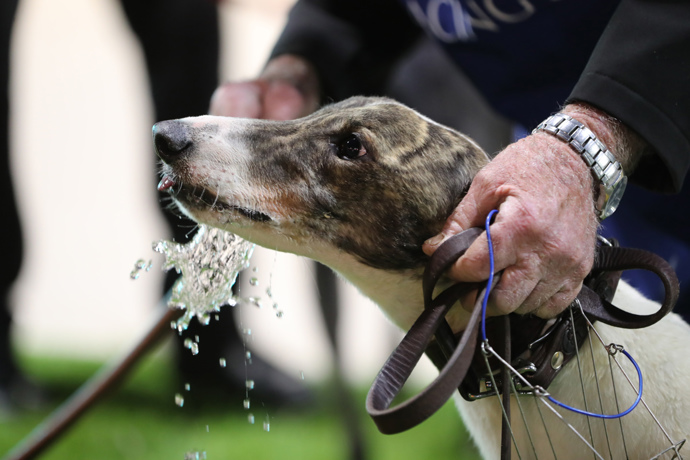 Spring Honour Murray Bridge Derby Bound