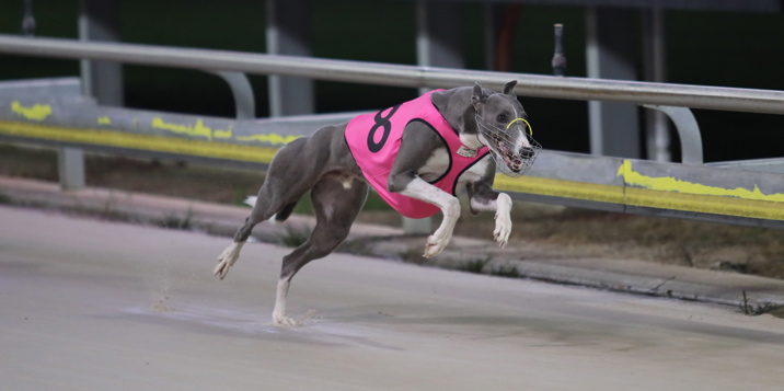 Springvale Bray Hoping To Spring A Surprise In Bayroad Queen Final