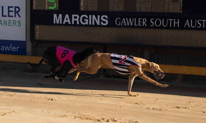 Springvale Grace takes out Golden Maiden