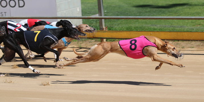 Springvale Roxy Scorches Around In A Dominant 30.34 Victory