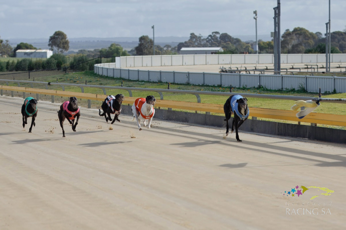 Straight Track stars tune up for Nationals - Murray Bridge Week in Review