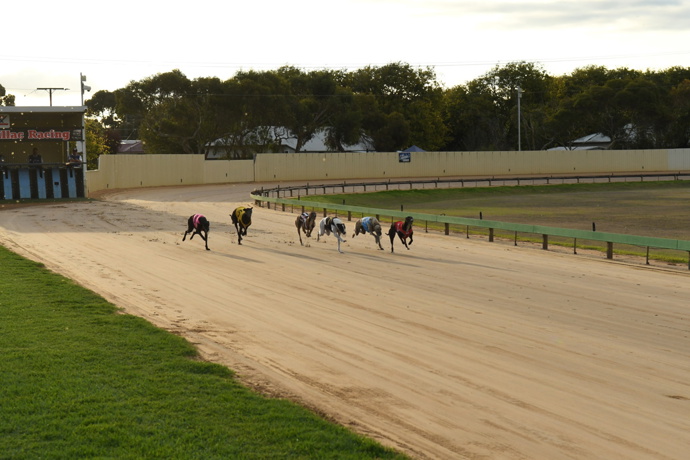 Successful run continues for mother and son training team - Mount Gambier Recap