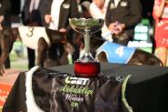 2018 UBET Adelaide Cup - Review