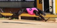 Gawler Racing Action