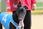 Gawler Greyhounds - 11.10.20