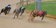 Gawler Stayers Cup!