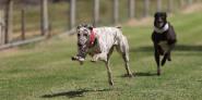 Coursing is Almost Back!