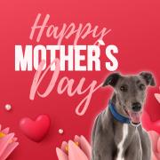 Happy Mother's Day to all our greyhound mum's