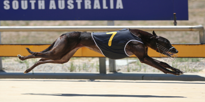 Team Sharp Dominate Murray Bridge Sprint Classic Heats